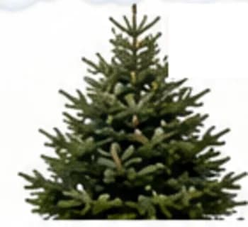 Nordmann premium, sapin du Père Noël