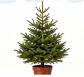 Sapin en pot, sapin du Père Noël