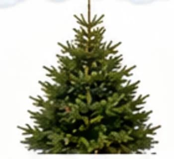 Épicéa traditionnel, sapin du Père Noël
